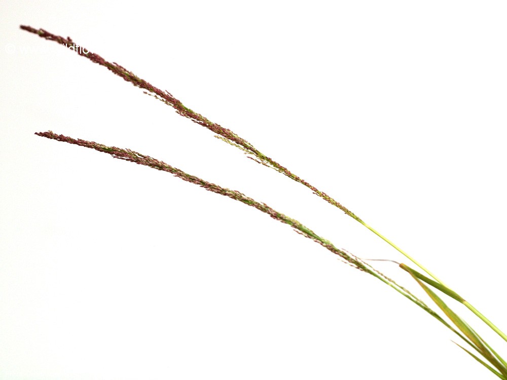 Eragrostis japonica
